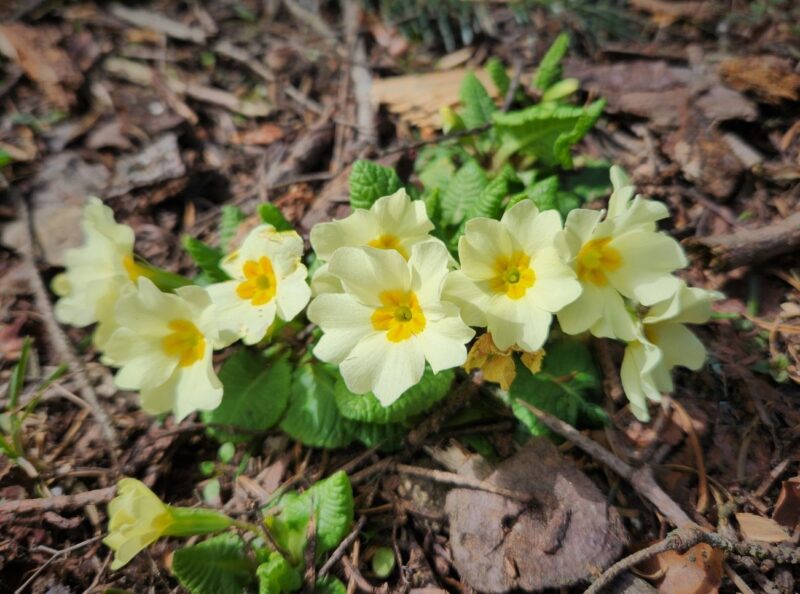 Evvelbahar - Mart veya çuha çiçeği (Primula vulgaris)